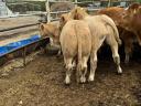 12 db Limousin borjú eladó