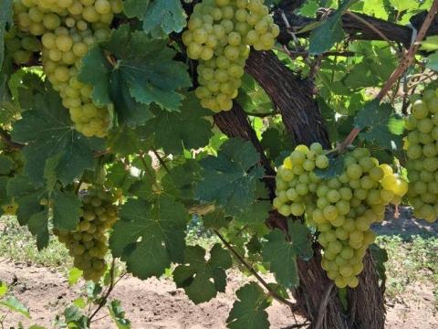 Irsai Olivér eladó Irsai Olivér eladó