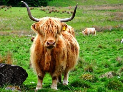 Szarvasmarha melett keresek ottlakàsal munkàt Szarvasmarha melett keresek ottlakàsal munkàt