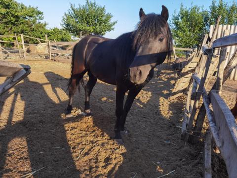 Eladó fekete 5éves welsz mén kecskét birkát beszámolok Eladó fekete 5éves welsz mén kecskét birkát beszámolok