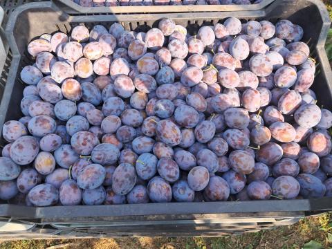 Top Taste szilva Top Taste szilva