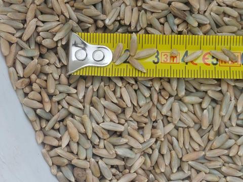 Rozs VARDA, bio Rozs VARDA, bio