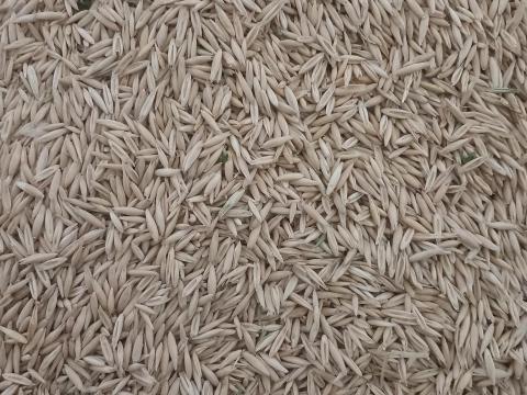 Tavaszi zab Tavaszi zab