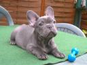 10 hetes francia bulldog jellegű kan