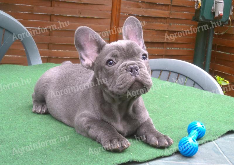 10 hetes francia bulldog jellegű kan