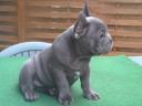10 hetes francia bulldog jellegű kan