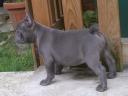 10 hetes francia bulldog jellegű kan