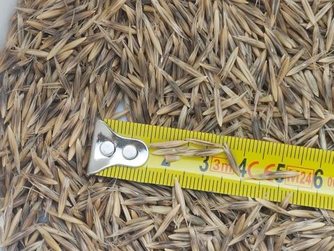 Fekete vagy homoki zab (BIO)