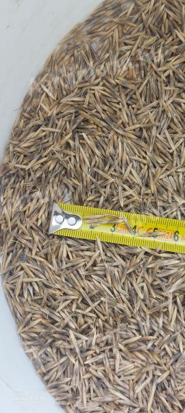 Fekete vagy homoki zab (BIO)