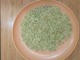 Árpa big-bagben,  vetésre tisztítva,  csíra rendben,  Amidala fajta (őszi,  téli,  tavaszi vetés is működik)