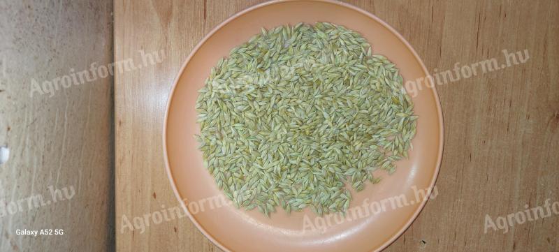 Árpa big-bagben,  vetésre tisztítva,  csíra rendben,  Amidala fajta (őszi,  téli,  tavaszi vetés is működik)