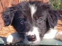 Border collie fajtatiszta jellegű