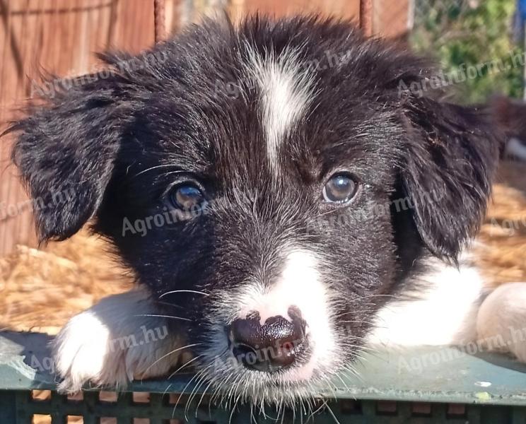 Border collie fajtatiszta jellegű