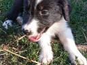 Border collie fajtatiszta jellegű