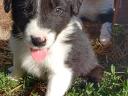 Border collie fajtatiszta jellegű