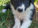 Border collie fajtatiszta jellegű