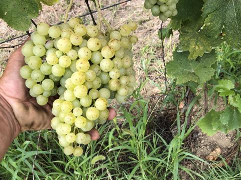 Irsai szőlő eladó Irsai szőlő eladó