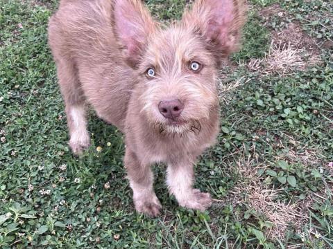 Kiskutyák ingyen Kiskutyák ingyen