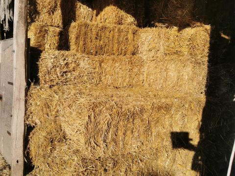 Eladó szalma kiskocka Eladó szalma kiskocka