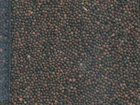 Tavaszi bükköny eladó,  20 tonna big bag csomagolásban Tavaszi bükköny eladó,  20 tonna big bag csomagolásban