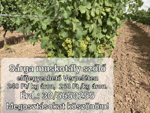 Előjegyezhető sárga muskotály szőlő Előjegyezhető sárga muskotály szőlő