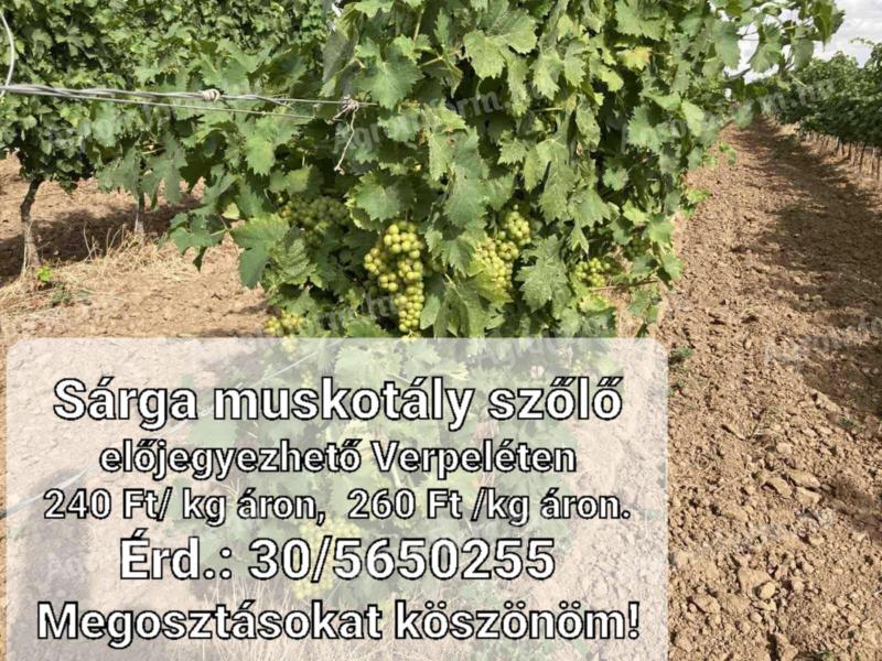 Előjegyezhető sárga muskotály szőlő