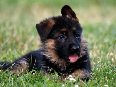 Német juhász kiskutya Német juhász kiskutya