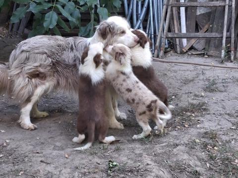 Border Collie jellegű kiskutyák gazdit keresnek Border Collie jellegű kiskutyák gazdit keresnek
