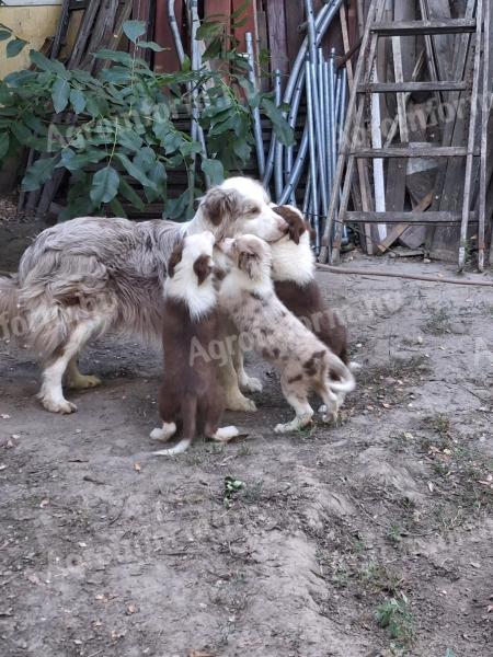 Border Collie jellegű kiskutyák gazdit keresnek