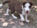 Border Collie jellegű kiskutyák gazdit keresnek