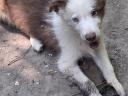 Border Collie jellegű kiskutyák gazdit keresnek