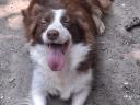 Border Collie jellegű kiskutyák gazdit keresnek