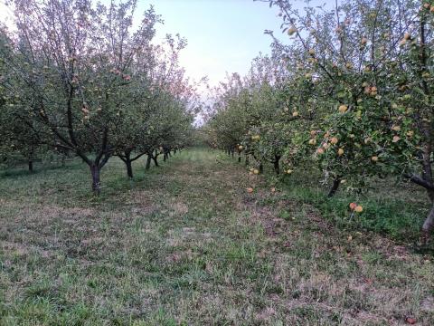 Eladó gyümölcsös Ajkán Eladó gyümölcsös Ajkán