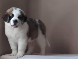 Bernáthegyi kiskutyák szuka/kan tenyészetből