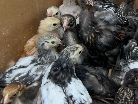 Törpe Cocin és Wyandotten keverék csirke Törpe Cocin és Wyandotten keverék csirke