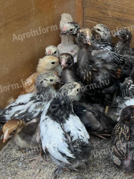 Törpe Cocin és Wyandotten keverék csirke