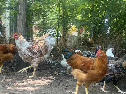 New Hampshire, Australorp kakasok New Hampshire, Australorp kakasok