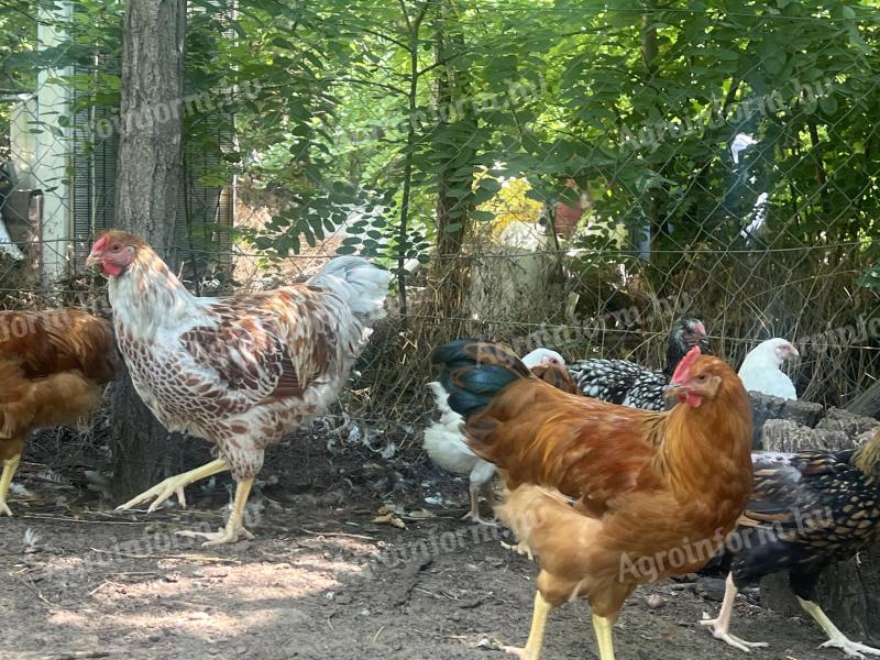 New Hampshire,  Australorp kakasok