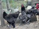 New Hampshire,  Australorp kakasok