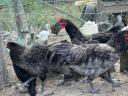 New Hampshire,  Australorp kakasok