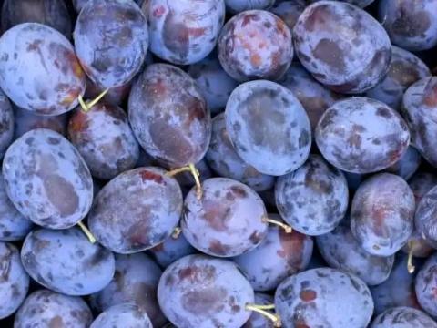 Szilva eladó Szilva eladó