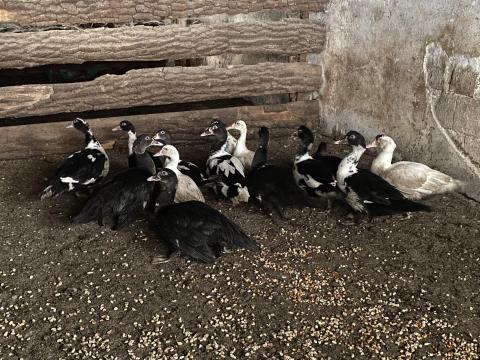 Néma kacsa, 12 hetes, vegyes ivarban Néma kacsa, 12 hetes, vegyes ivarban