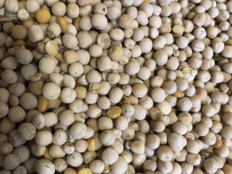 Takarmány borsó Takarmány borsó