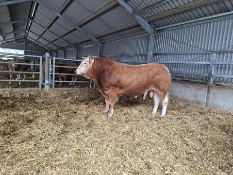 Blonde d'Aquitaine tenyészbika eladó Blonde d'Aquitaine tenyészbika eladó