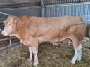 Blonde d'Aquitaine tenyészbikák eladók