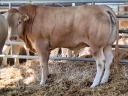 Blonde d'Aquitaine tenyészbikák eladók