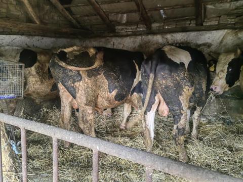 10db leválasztott fekete bikát keresek megvételre 10db leválasztott fekete bikát keresek megvételre