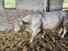 Charolais tenyészbika eladó