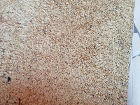 Zab tavaszi eladó 10.000 Ft/mázsa Zab tavaszi eladó 10.000 Ft/mázsa