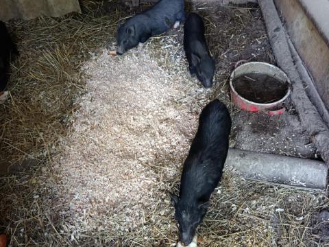 Vietnami csüngőhasú malacok Vietnami csüngőhasú malacok